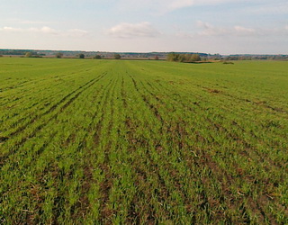 Сходи озимої пшениці на Київщині знаходяться в незадовільному стані